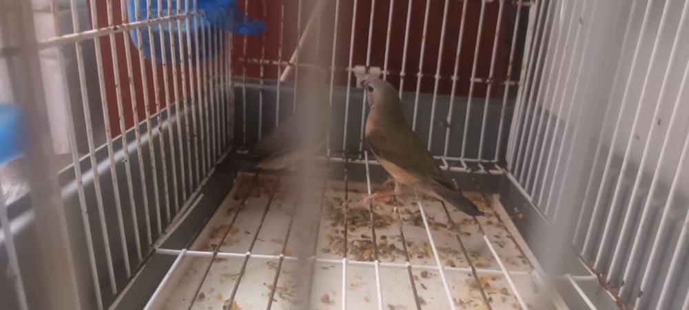 Aves para novo lar