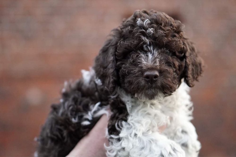 Lagotto Romagnolo FCI