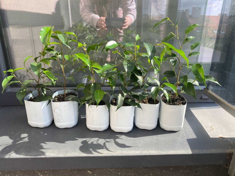 Fikus (Ficus) Benjamina — Daniel. Zestaw - 6 szt - 30cm