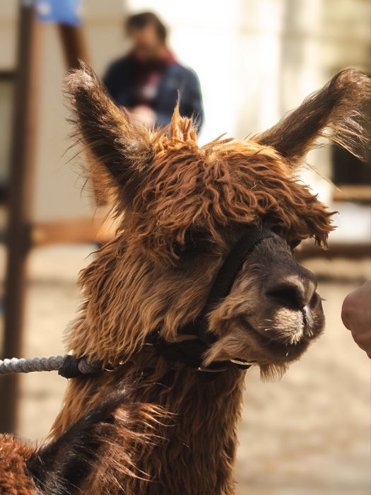 Alpaka samiec suri
