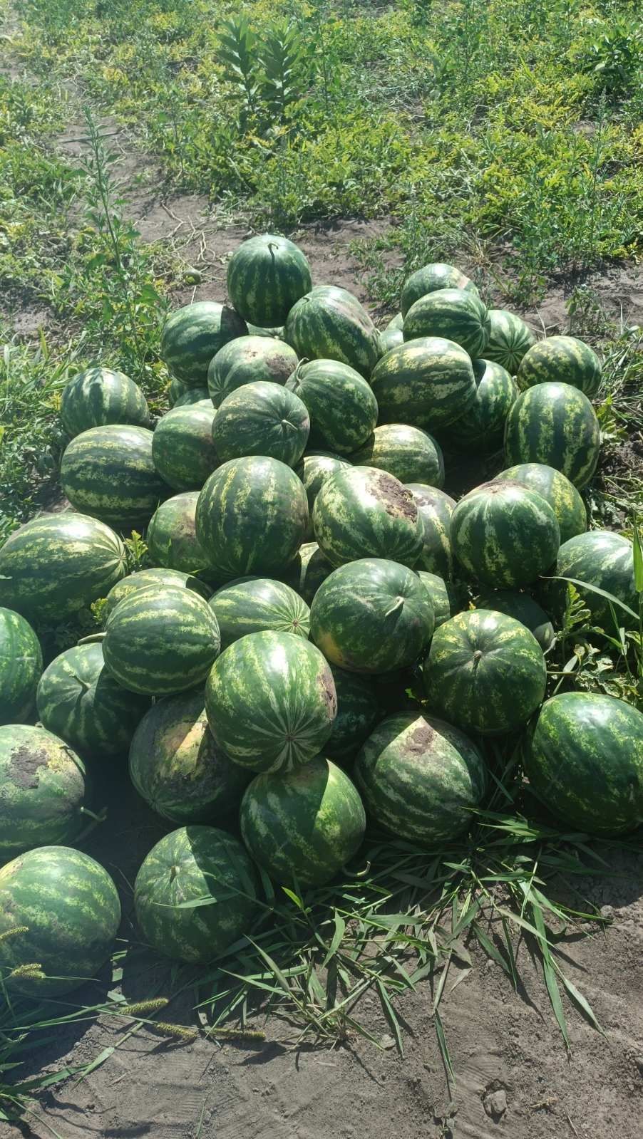 ПРОДАМ домашній Кавун  опт