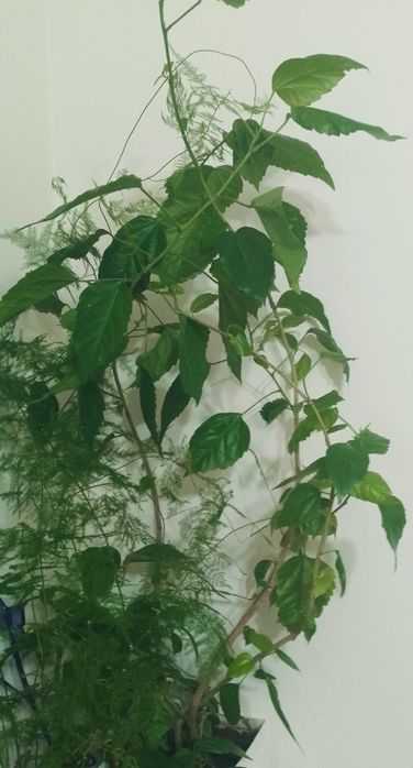 Продам вазон ,китайську розу- Гібіскус.