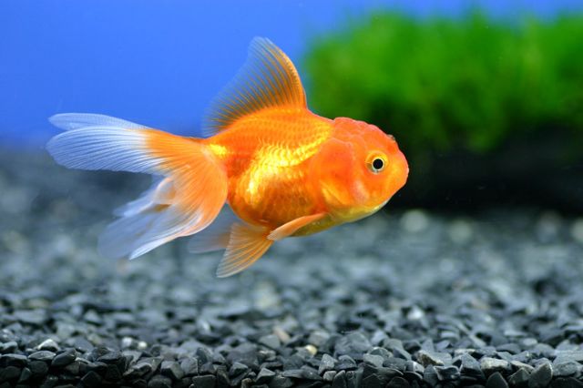 Czarny żwirek Akwariowy 25 KG Akwarium Rośliny Podłoże BAZALT