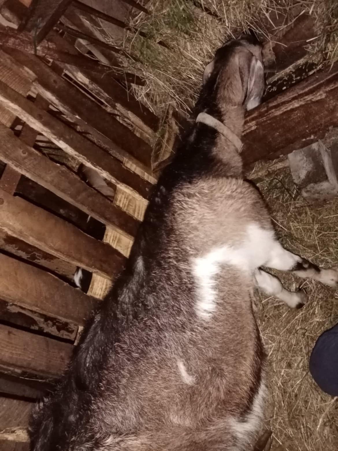 Sprzedam kozę z mlekiem. Oraz kaczki biegusy