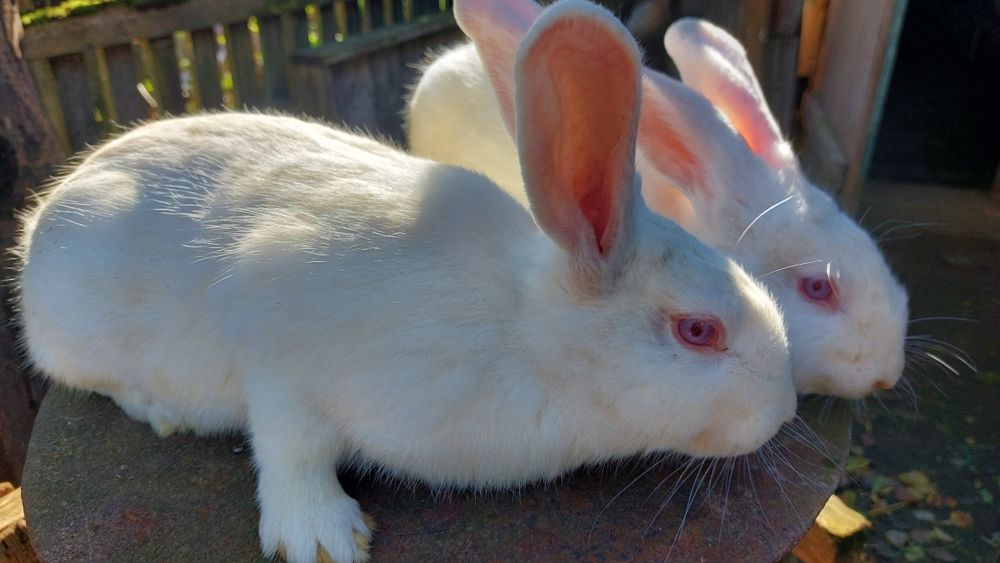 Кролики породи панон