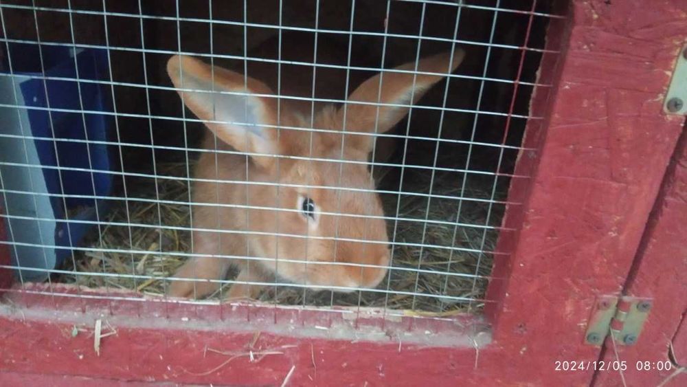 Кролі породисті (німецькі строкачі, бургундці, білі панони)