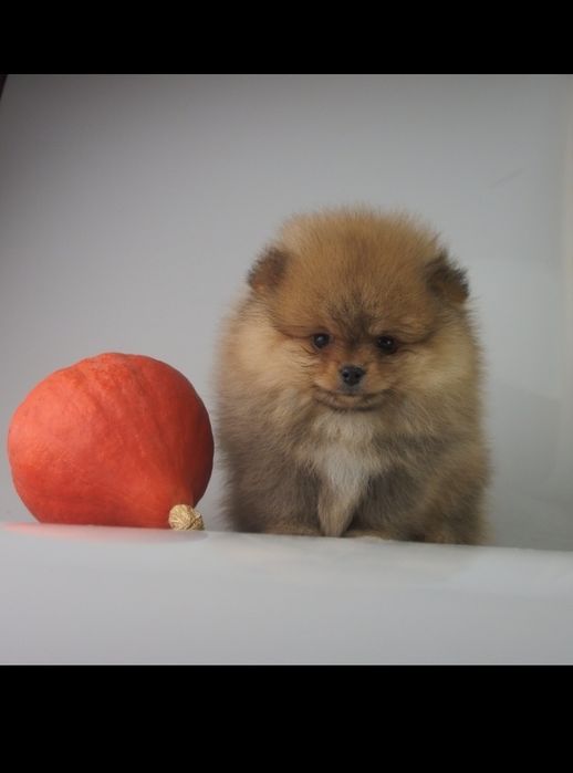 POMERANIAN Szpic miniaturowy FCI