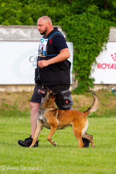 Дресирування собак, перетримка собак, послуги кінолога!