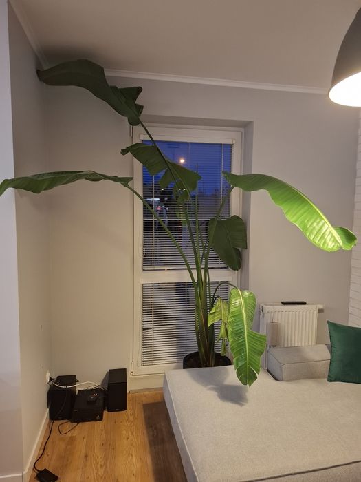 Strelicja Nicolai 2,45m