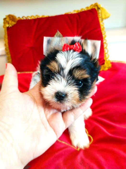 ZkwP /FCI z metryką Biewer Yorkshire terrier, i samczyk .