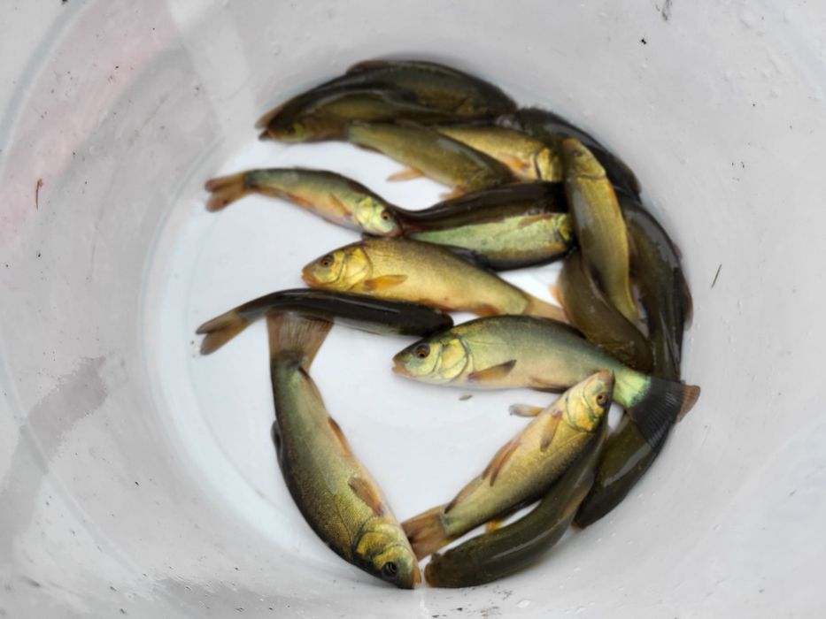 Narybek i kroczek lina