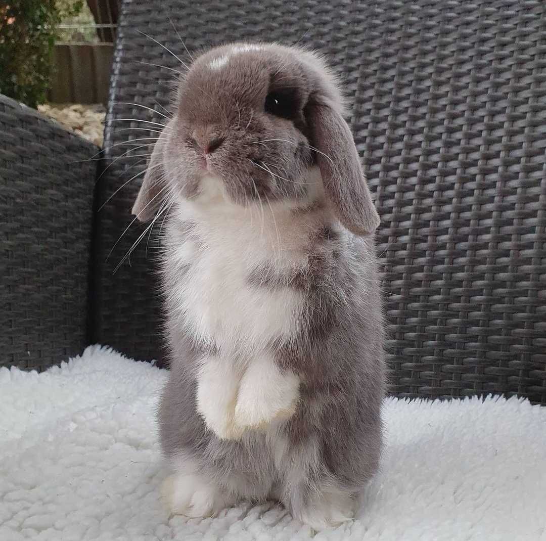 KIT Coelhos anões orelhudos, mini lop adoráveis e super inteligentes