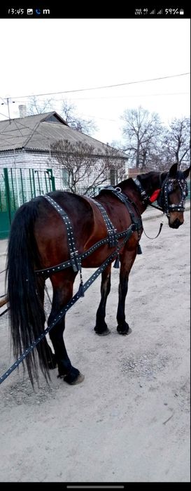 Упряж прикрашена,виїздна, шлея і наритник в закльопках