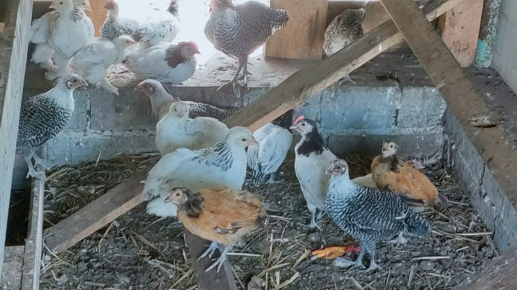 Koguty lakenverder brakla srebrna vorwerk
