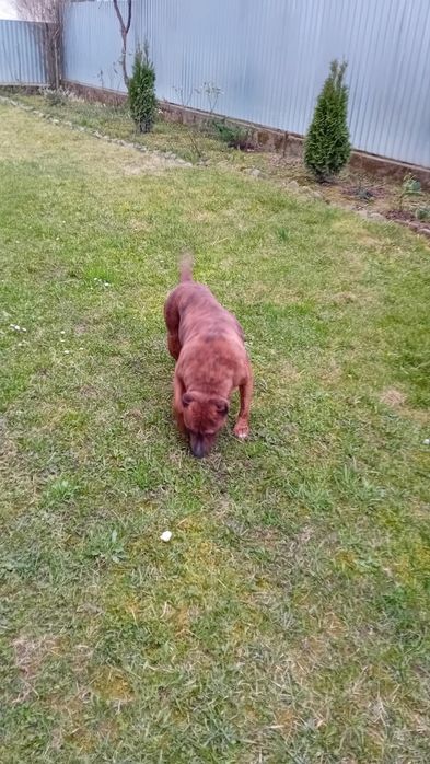 Віддам в хороші руки Стаф всі вопроси на Вайбер +420776413212