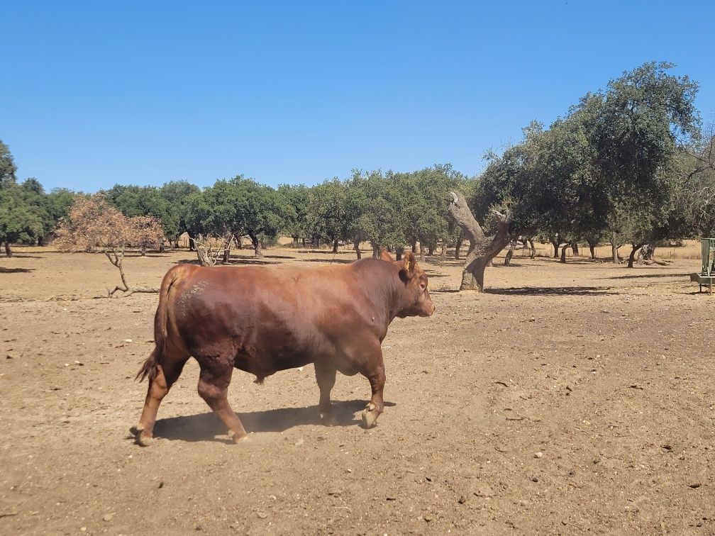 Novilhos Red Angus Puros