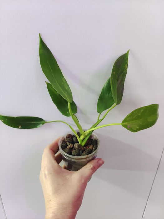 Philodendron Jose buono