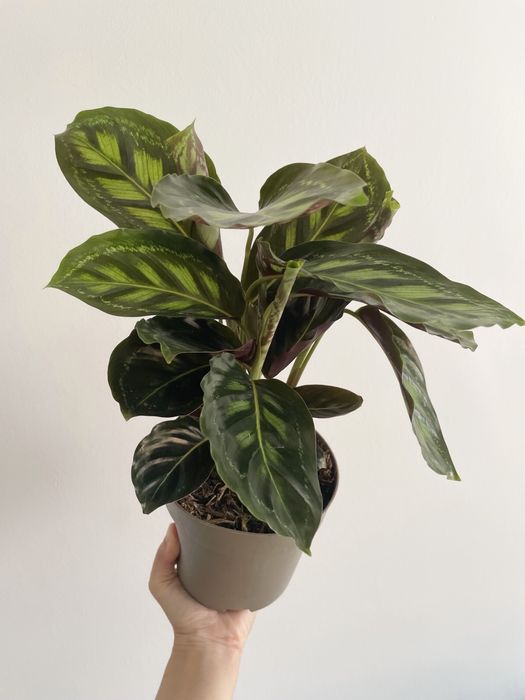 Conjunto Calathea
