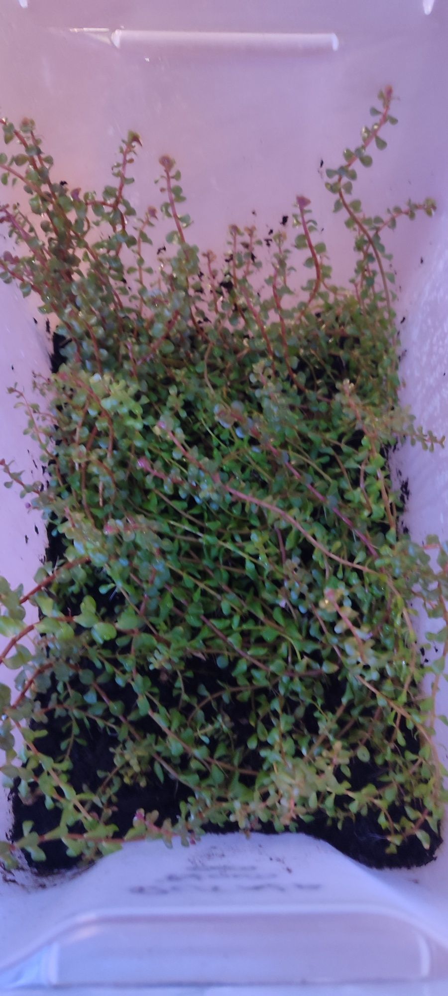 Plantas para Aquário, Bacopa Caroliniana, Rotala Bloodred