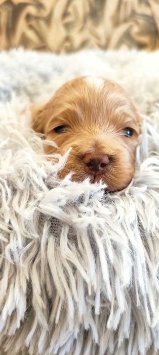 Cockapoo ,mama Cocker spaniel amerykański