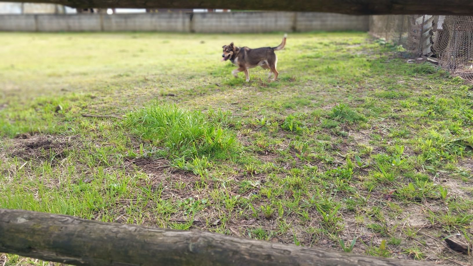 Cao muito amigável, adora outros animais