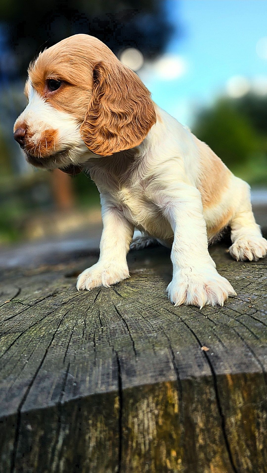 Cocker Spaniel Angielski - piesek cudowne umaszczenie Orange Roan