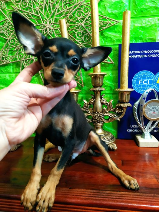 Милый черно-подпалый мальчик мини отЧемпионов! Док.КСУ,чип,привит!
