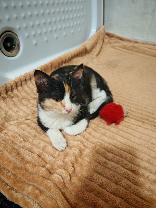 Кошенята в дбайливі руки