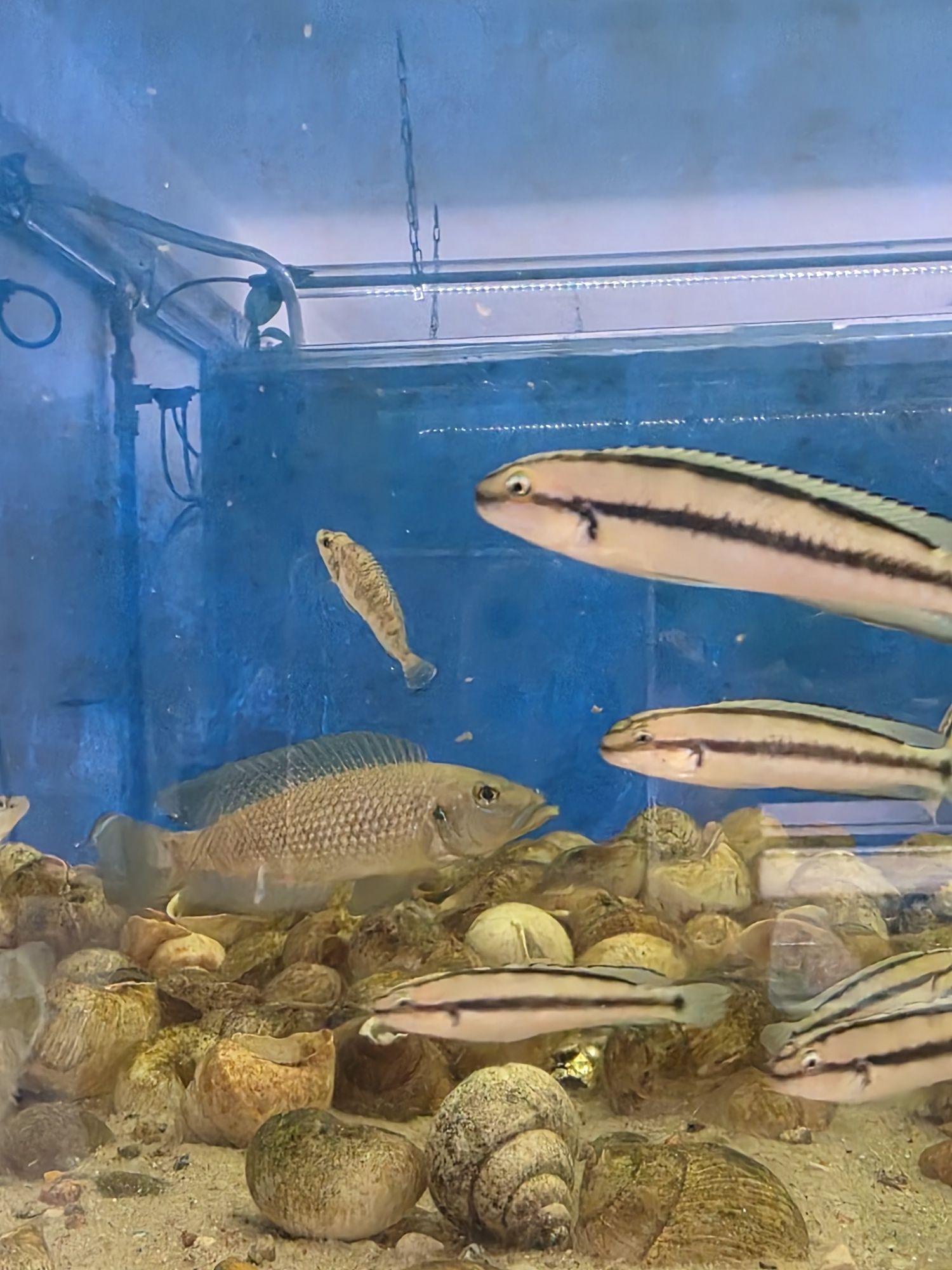 muszlowce Lamprologus Callipterus 'Sibwesa' tanganika