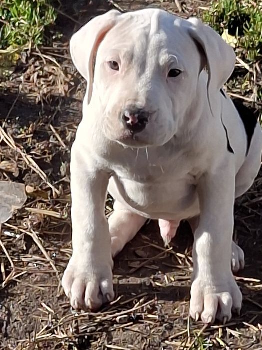 Bandog piekny piesek nie dog argentyński cane corso amstaff presa