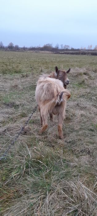 Цап, козел, цапок