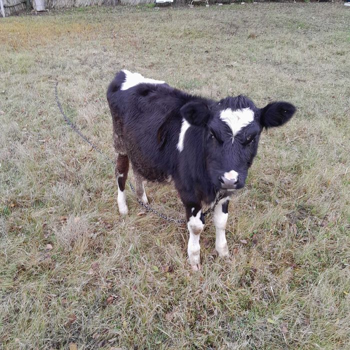 Продам телицю на корову (6 міс)