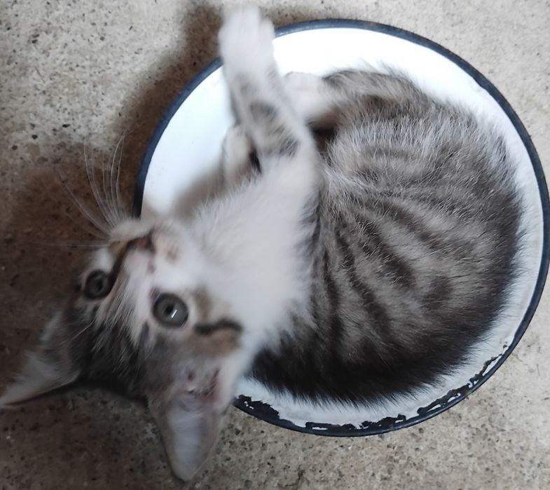 Kocięta szukają swojego Człowieka