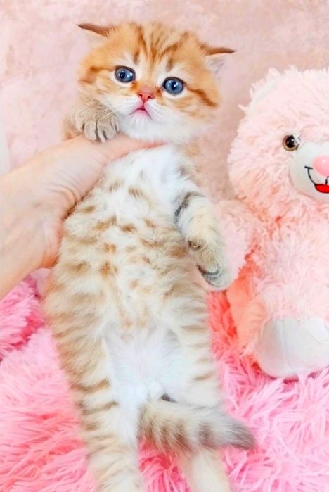 Золота шоколадна шиншила таббі дівчинка