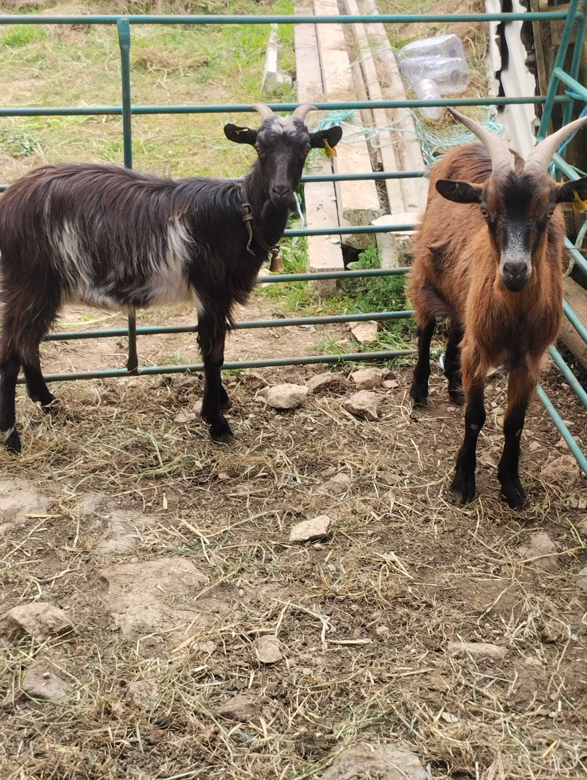 Chibas cruzadas de serrana