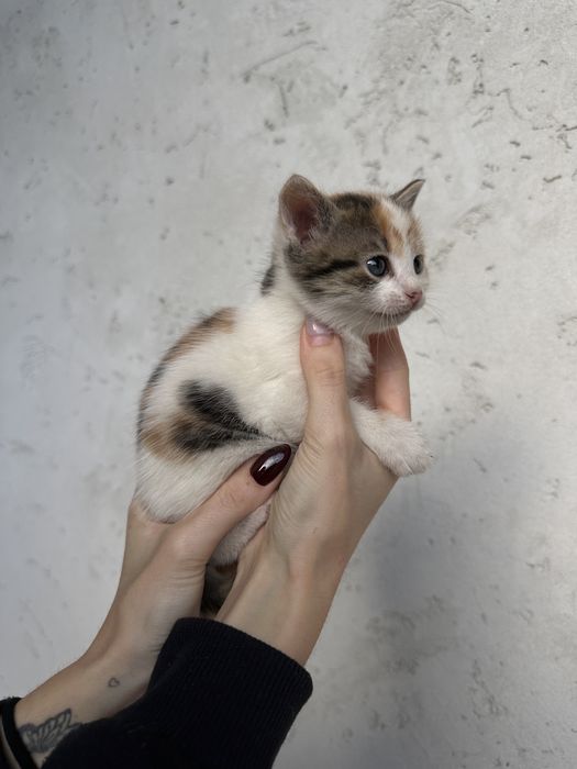 Віддам в хороші руки)