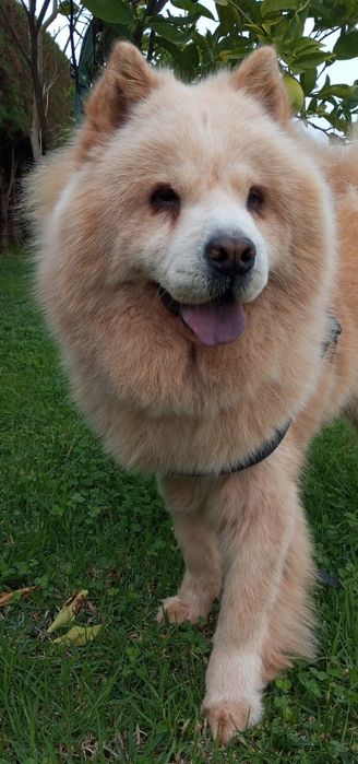 Cadela Chow-Chow para adoção responsável
