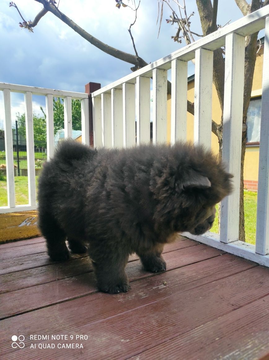 Chow Chow suka niebieska