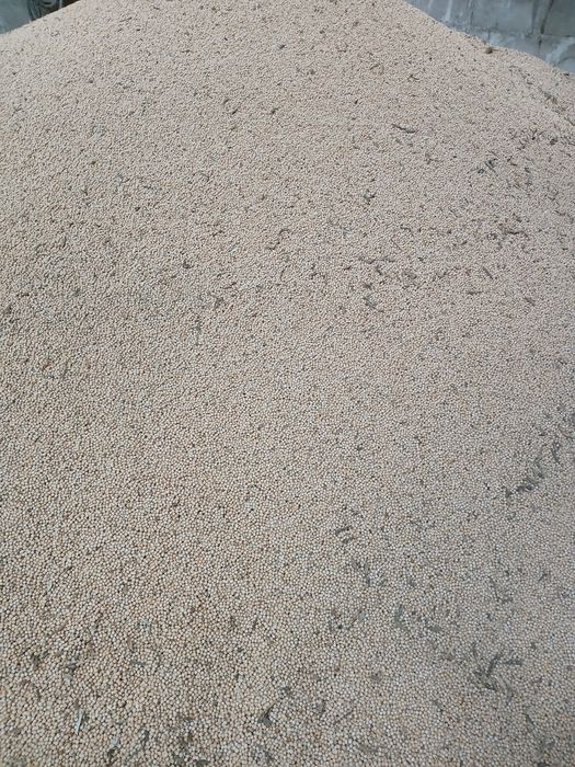 Groch na poplony lub pasze