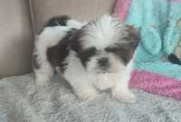 Piesek shihtzu przewaga bieli