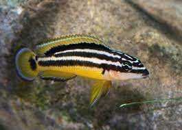 GB TANGANIKA julidochromis ornatus uvira (F2)
