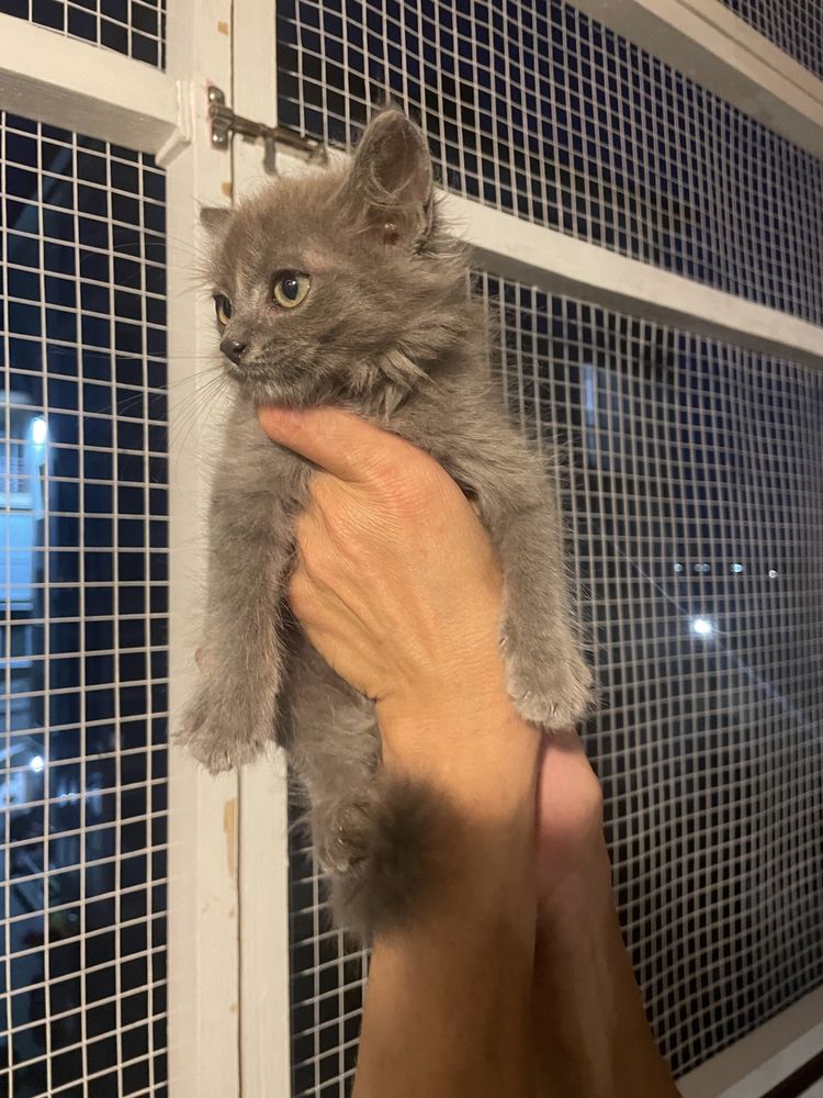 Кошеня котик киця кіточка