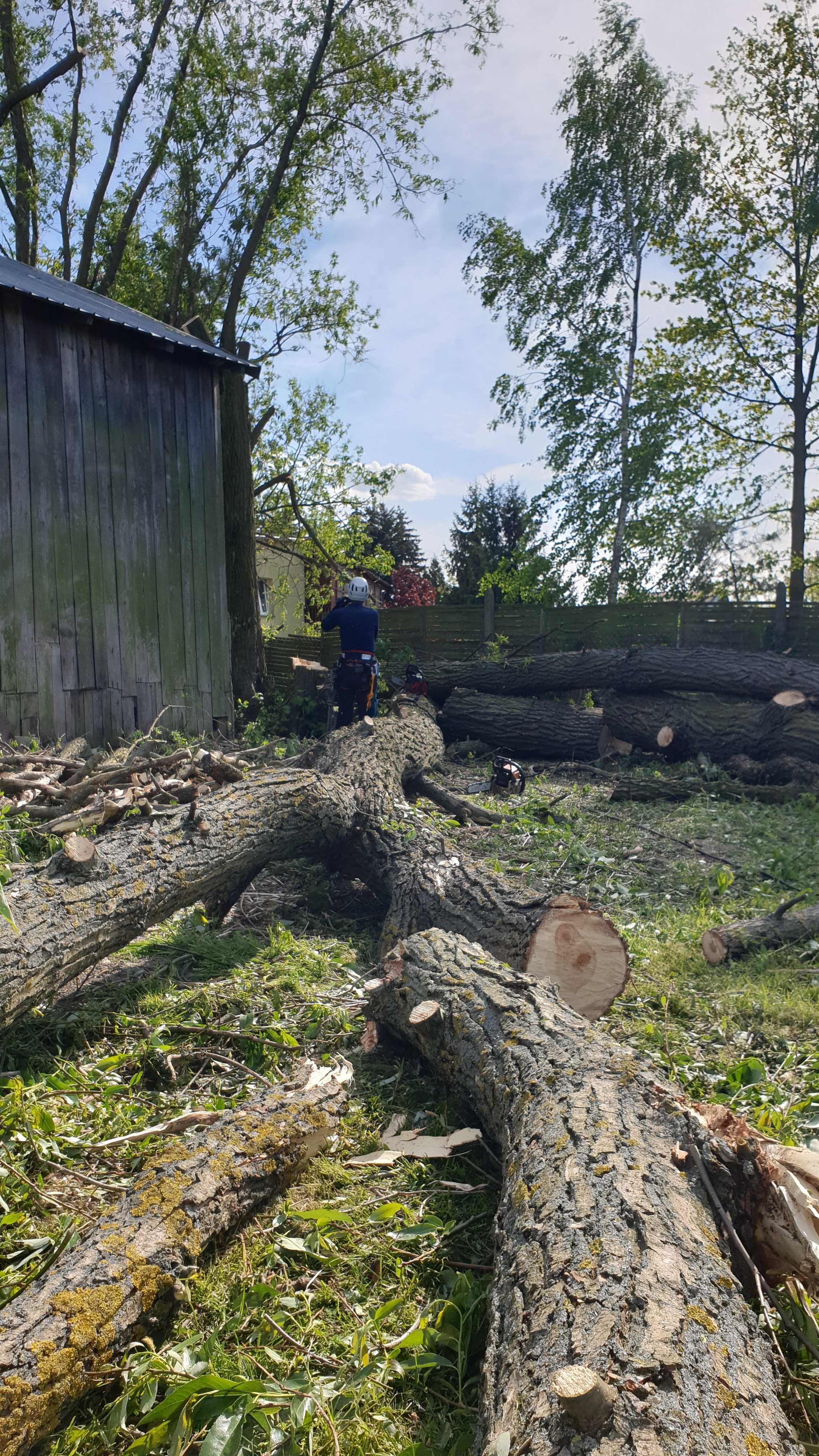 Wycinka alpinistyczna drzew, Pielęgnacja i przycinanie. Rębak