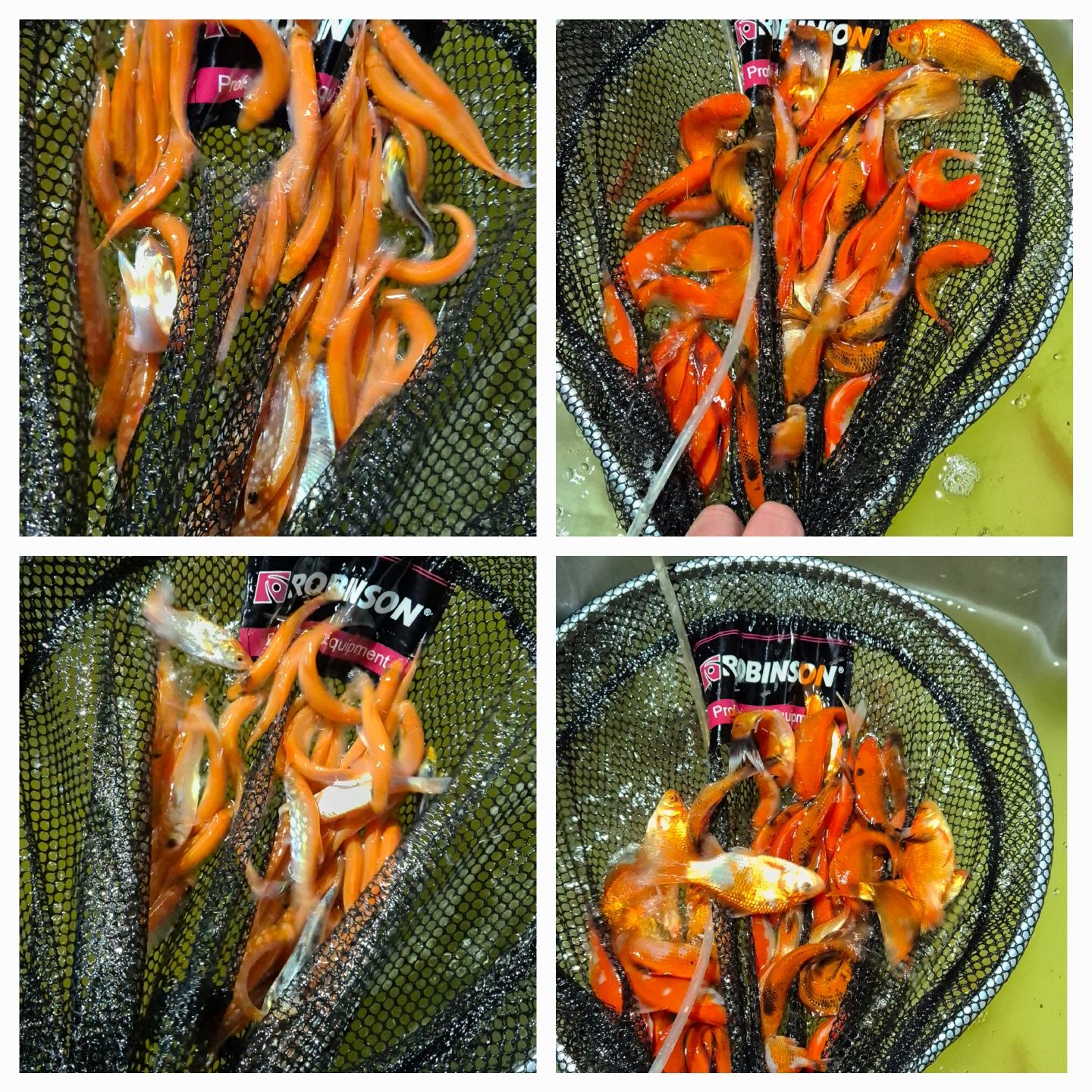 Karp, karaś, koi, ryby, narybek, lin, orfa, żywiec