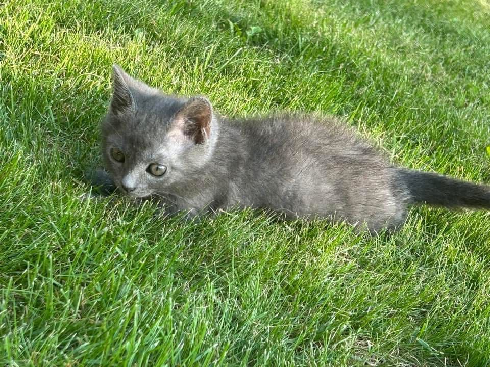 Серый красивый котенок