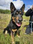 Demeter starsza suczka do adopcji