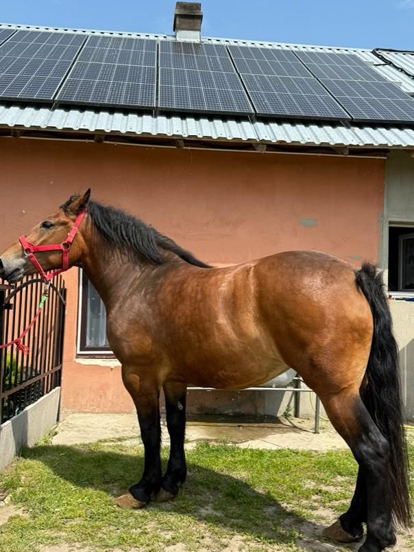 Sprzedam klacz zimnokrwista