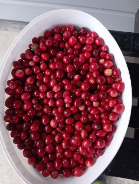 Журавлина ( клюква) лісова , ягода червона, по 130 грн за 1 літру.