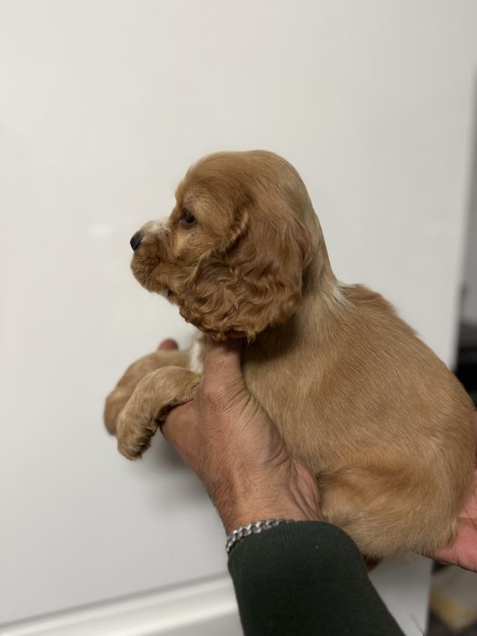 Cocker femea dourada