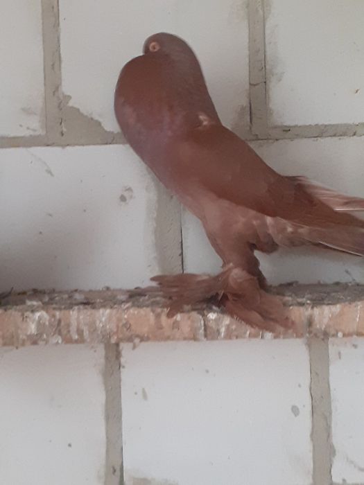 Gołębie ozdobne garłacze pomorskie